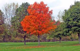 Picture of a maple that is red during fall.