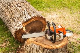 picture of a tree being removed with chainsaw sitting on stump